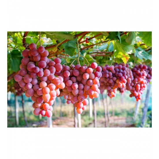 Fidan & Peyzaj - Red Globe Üzüm / Asma Fidanı ( Seçkin Sofralık Çeşit / Açık Kök)
