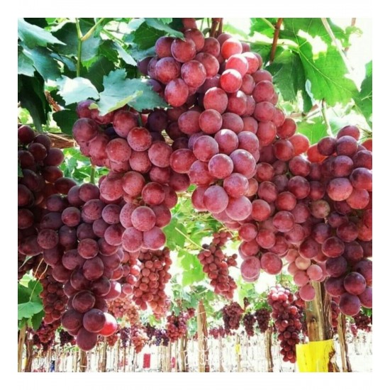 Fidan & Peyzaj - Red Globe Üzüm / Asma Fidanı ( Seçkin Sofralık Çeşit / Açık Kök)