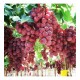 Fidan & Peyzaj - Red Globe Üzüm / Asma Fidanı ( Seçkin Sofralık Çeşit / Açık Kök)