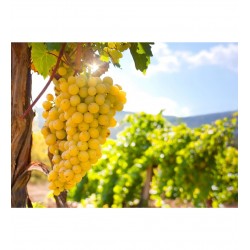 Fidan & Peyzaj - Sultani Üzüm Fidanı (Seçkin Çeşit / Açık Kök)