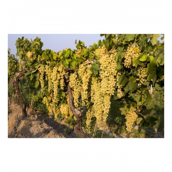 Fidan & Peyzaj - Sultani Üzüm Fidanı (Seçkin Çeşit / Açık Kök)