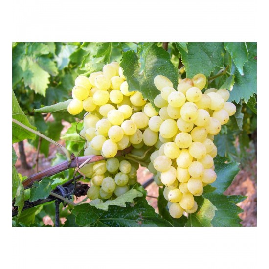 Fidan & Peyzaj - Sultani Üzüm Fidanı (Seçkin Çeşit / Açık Kök)