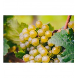 Fidan & Peyzaj - Narince Yapraklık Üzüm / Asma Fidanı (Açık Kök)