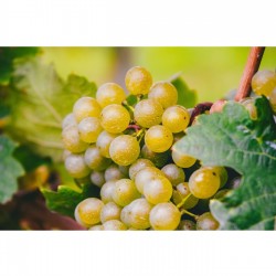 Fidan & Peyzaj - Narince Yapraklık Üzüm / Asma Fidanı (Açık Kök)