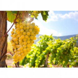 Fidan & Peyzaj-Sultani Çekirdeksiz Kurutmalık Üzüm/Asma Fidanı (Kurutmalık / Sofralık / Açık Kök)