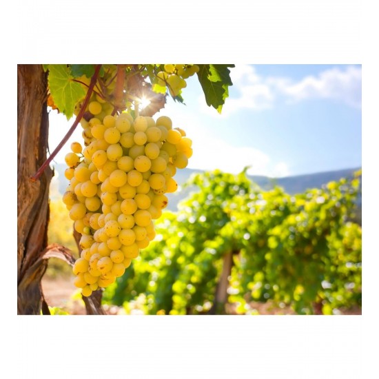 Fidan & Peyzaj-Sultani Çekirdeksiz Kurutmalık Üzüm/Asma Fidanı (Kurutmalık / Sofralık / Açık Kök)