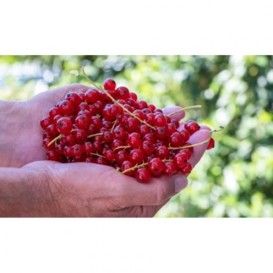 Fidan & Peyzaj - Frenk Üzümü Fidanı (1 Yaş / Açık Kök)