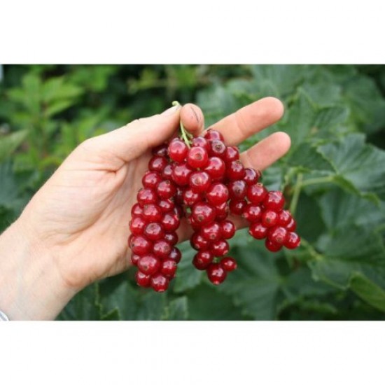 Fidan & Peyzaj - Frenk Üzümü Fidanı (1 Yaş / Açık Kök)