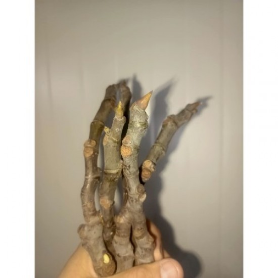 Fidan & Peyzaj - Bursa Siyah İnciri Köklendirme Çeliği (5 Adet)