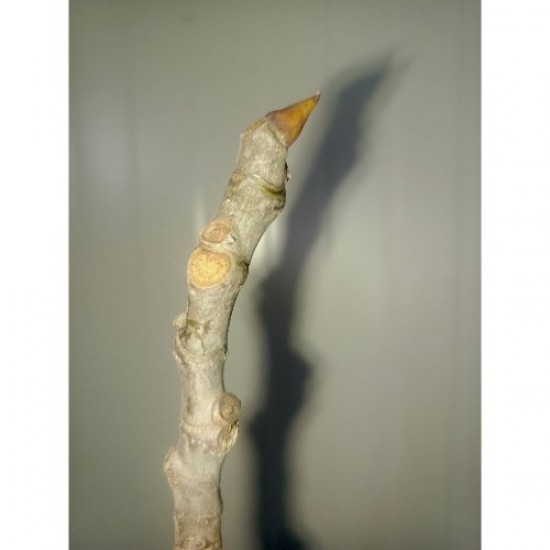 Fidan & Peyzaj - Bursa Siyah İnciri Köklendirme Çeliği (5 Adet)