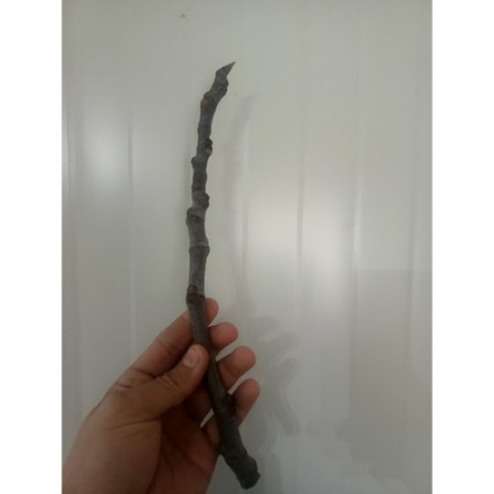 Fidan & Peyzaj - Bursa Siyah İnciri Köklendirme Çeliği (5 Adet)