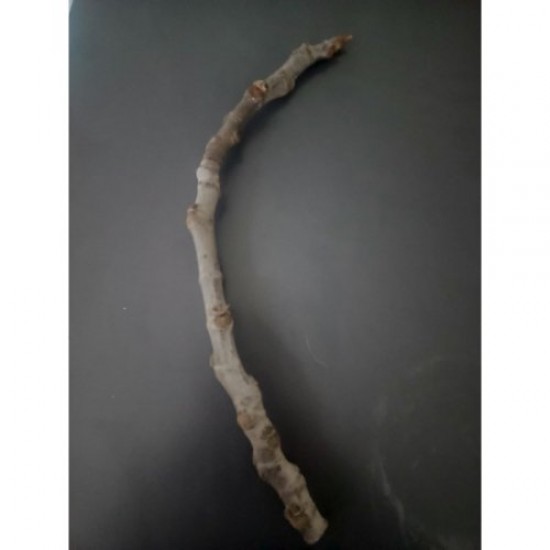 Fidan & Peyzaj - Bursa Siyah İnciri Köklendirme Çeliği (5 Adet)