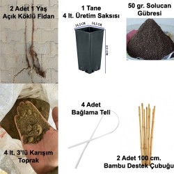 Fidan & Peyzaj -Balkonda Ahududu Yetiştirme Seti (Aynı Yıl Meyve)