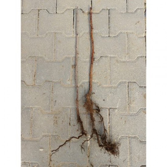 Fidan & Peyzaj -Balkonda Ahududu Yetiştirme Seti (Aynı Yıl Meyve)