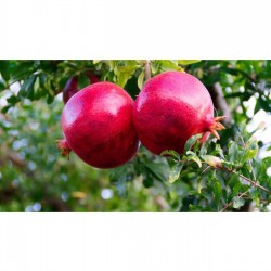 Fidan & Peyzaj - Hicaz Nar Fidanı (2 Yaş / Açık Kök)