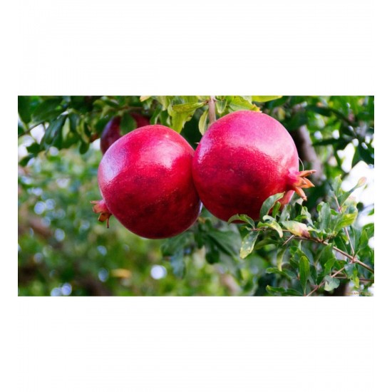 Fidan & Peyzaj - Hicaz Nar Fidanı (2 Yaş / Açık Kök)