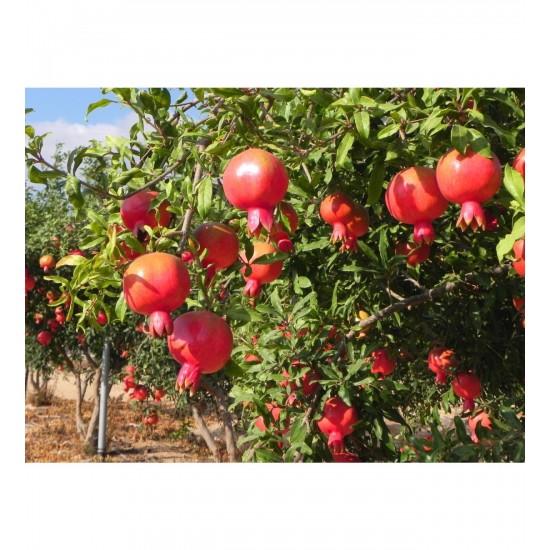 Fidan & Peyzaj - Hicaz Nar Fidanı (2 Yaş / Açık Kök)