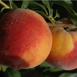 Fidan & Peyzaj - Bursa Yarma Şeftali Fidanı (2 Yaş / Açık Köklü)