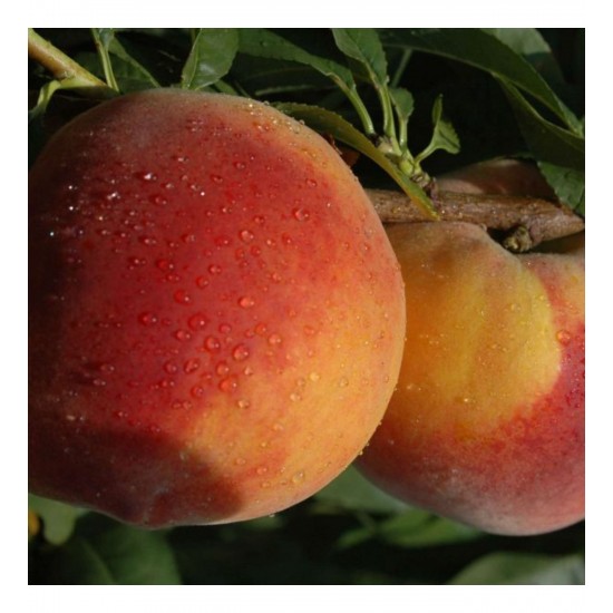 Fidan & Peyzaj - Bursa Yarma Şeftali Fidanı (2 Yaş / Açık Köklü)