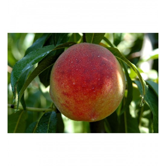 Fidan & Peyzaj - Bursa Yarma Şeftali Fidanı (2 Yaş / Açık Köklü)