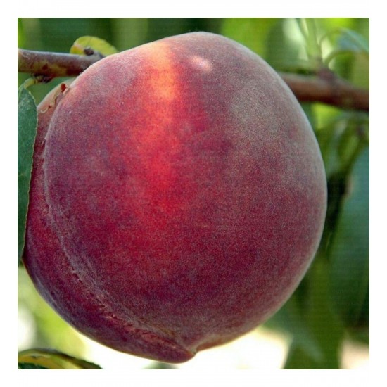 Fidan & Peyzaj - Bursa Yarma Şeftali Fidanı (2 Yaş / Açık Köklü)