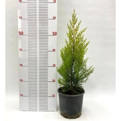 Fidan&Peyzaj -Limoni Servi / Limon Çamı Fidanı(40 - 50 cm./1 Yaş)