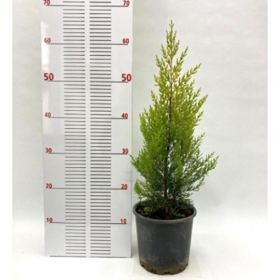 Fidan&Peyzaj -Limoni Servi / Limon Çamı Fidanı(40 - 50 cm./1 Yaş)