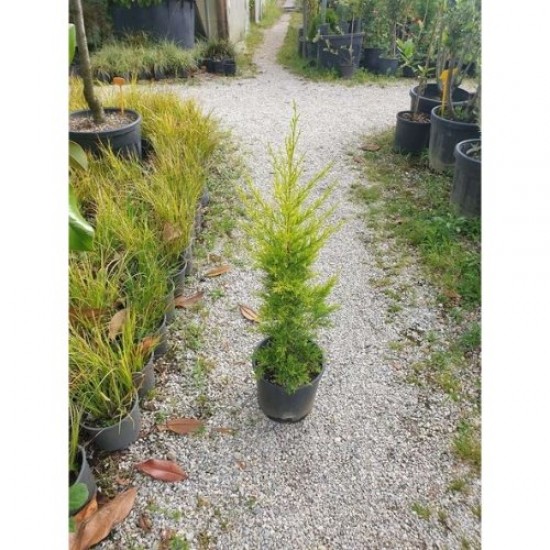 Fidan&Peyzaj -Limoni Servi / Limon Çamı Fidanı(40 - 50 cm./1 Yaş)