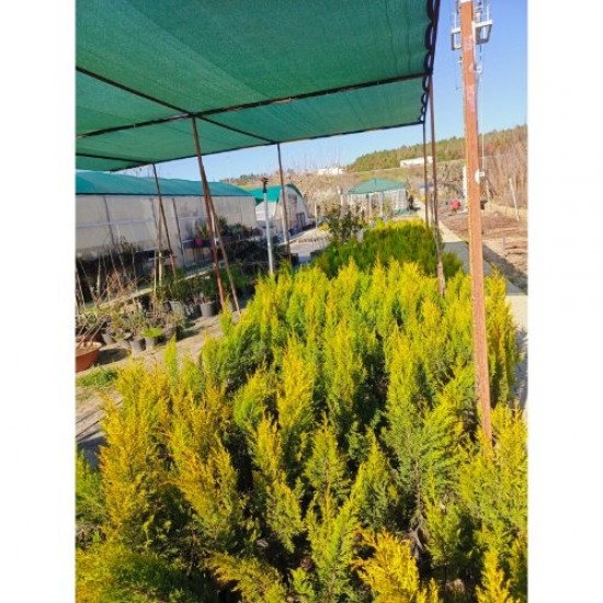 Fidan&Peyzaj -Limoni Servi / Limon Çamı Fidanı(40 - 50 cm./1 Yaş)