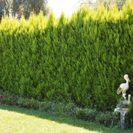 Fidan&Peyzaj -Limoni Servi / Limon Çamı Fidanı(40 - 50 cm./1 Yaş)