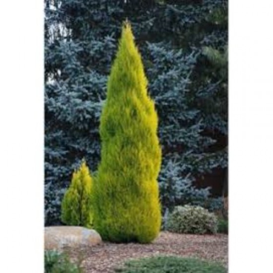 Fidan&Peyzaj -Limoni Servi / Limon Çamı Fidanı(40 - 50 cm./1 Yaş)