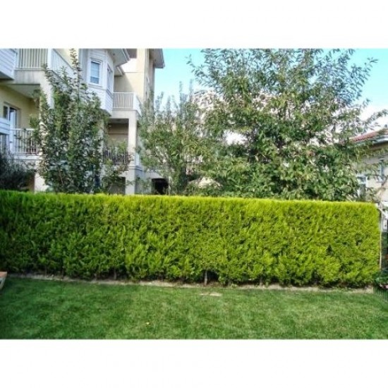 Fidan&Peyzaj -Limoni Servi / Limon Çamı Fidanı(40 - 50 cm./1 Yaş)