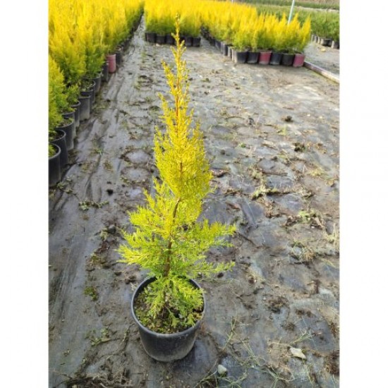 Fidan & Peyzaj - Mezar Çamı / Selvi (Kokulu / 1 Yaş / 40-50 cm.)