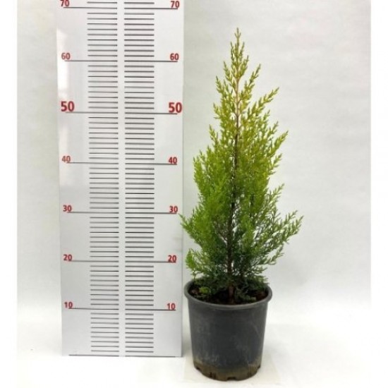 Fidan & Peyzaj - Mezar Çamı / Selvi (Kokulu / 1 Yaş / 40-50 cm.)