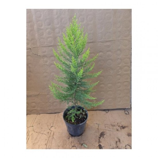 Fidan & Peyzaj - Mezar Çamı / Selvi (Kokulu / 1 Yaş / 40-50 cm.)