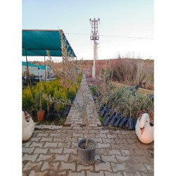 Fidan & Peyzaj - Gemlik Zeytin Fidanı (4 Yaş)