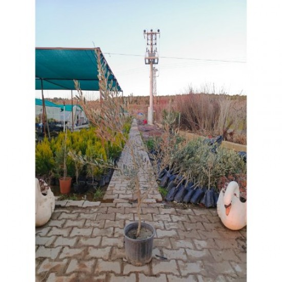 Fidan & Peyzaj - Gemlik Zeytin Fidanı (4 Yaş)