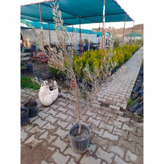 Fidan & Peyzaj - Gemlik Zeytin Fidanı (4 Yaş)