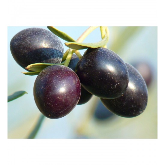 Fidan & Peyzaj - Gemlik Zeytin Fidanı (4 Yaş)