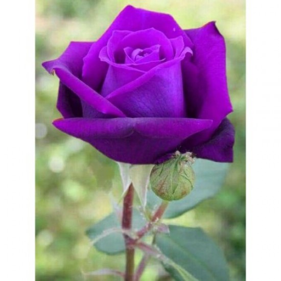 Fidan & Peyzaj - Mor Renk Gül Fidanı (1 Yaş Açık Kök)