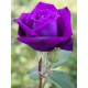 Fidan & Peyzaj - Mor Renk Gül Fidanı (1 Yaş Açık Kök)