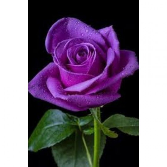 Fidan & Peyzaj - Mor Renk Gül Fidanı (1 Yaş Açık Kök)