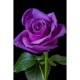 Fidan & Peyzaj - Mor Renk Gül Fidanı (1 Yaş Açık Kök)
