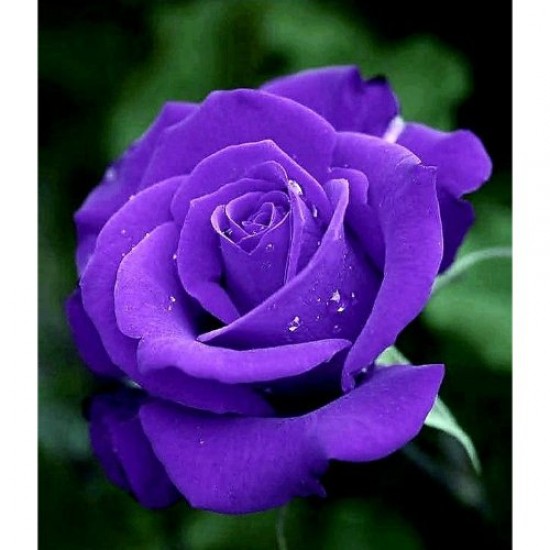 Fidan & Peyzaj - Mor Renk Gül Fidanı (1 Yaş Açık Kök)