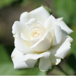 Fidan & Peyzaj - İnci Beyaz Gül Fidanı (1 Yaş / Açık Kök)