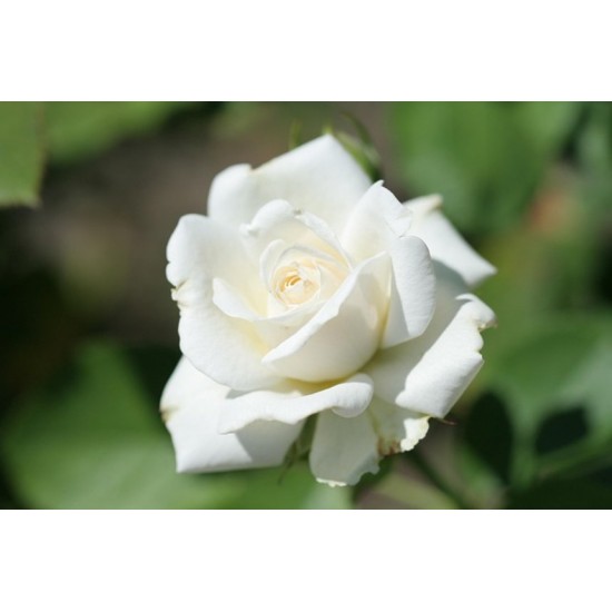 Fidan & Peyzaj - İnci Beyaz Gül Fidanı (1 Yaş / Açık Kök)