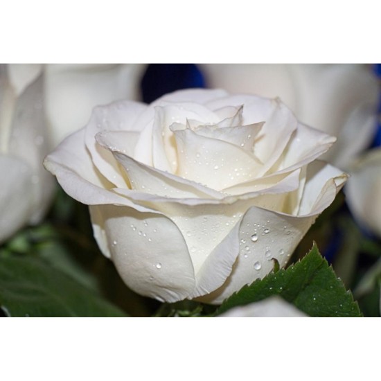 Fidan & Peyzaj - İnci Beyaz Gül Fidanı (1 Yaş / Açık Kök)