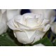Fidan & Peyzaj - İnci Beyaz Gül Fidanı (1 Yaş / Açık Kök)