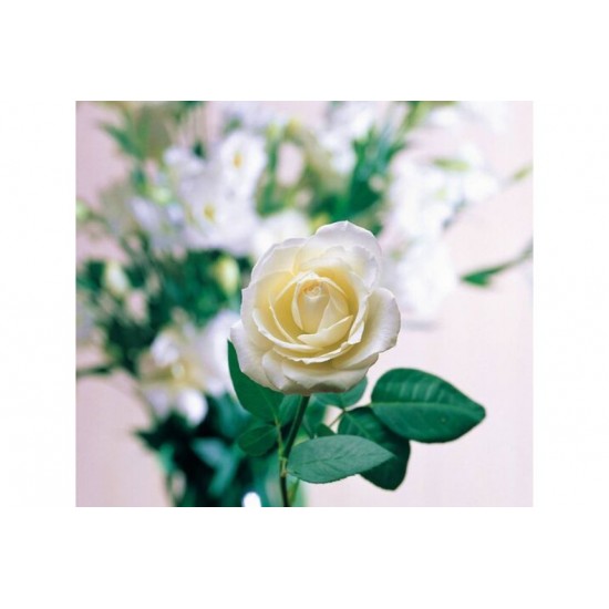 Fidan & Peyzaj - İnci Beyaz Gül Fidanı (1 Yaş / Açık Kök)