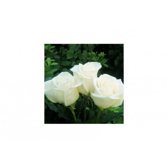 Fidan & Peyzaj - İnci Beyaz Gül Fidanı (1 Yaş / Açık Kök)